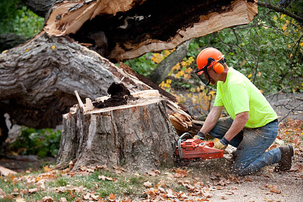  Laingsburg, MI Tree Service Pros